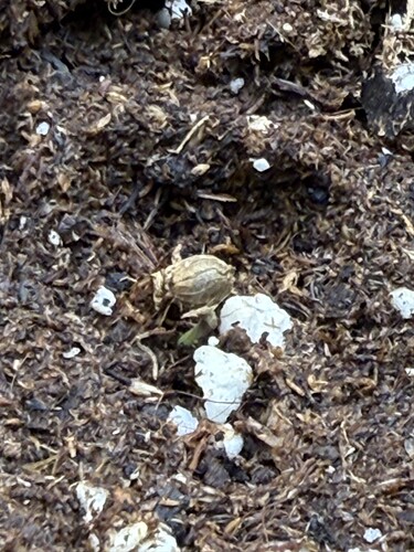 Growreport Bild 32