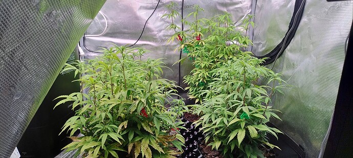 IMG_20251110_210658339_HDR
