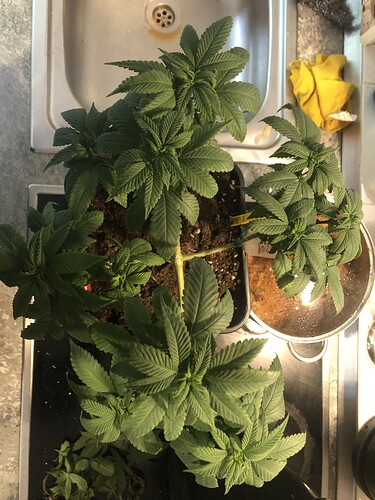 Growreport Bild 23