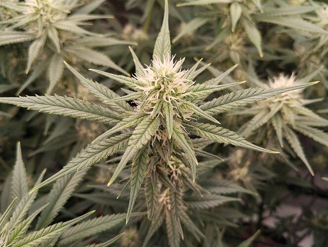 Growreport Bild 16