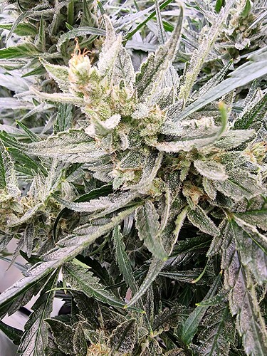 Growreport Bild 14