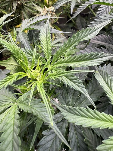 Growreport Bild 3