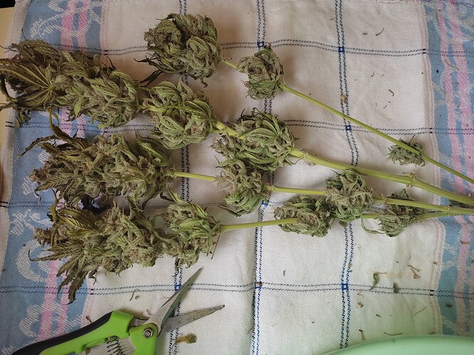 Growreport Bild 16