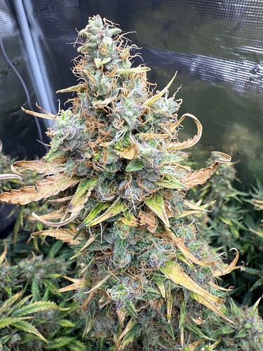 Growreport Bild 34