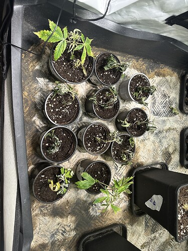 Growreport Bild 5