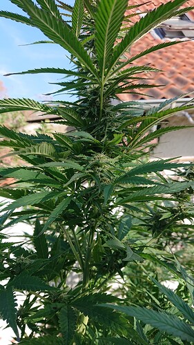 Growreport Bild 57