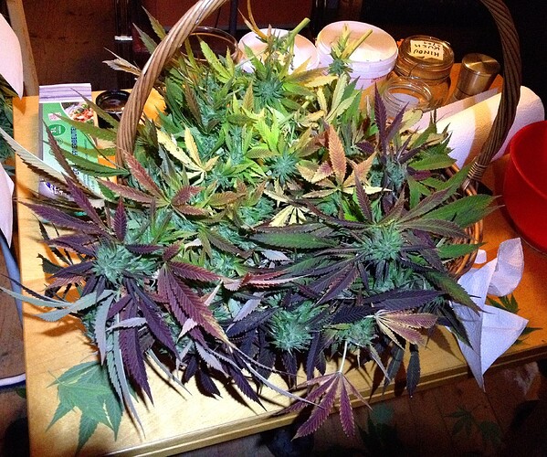 Grow25_1014b_6