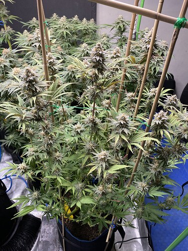 Growreport Bild 8