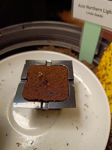 Growreport Bild 2