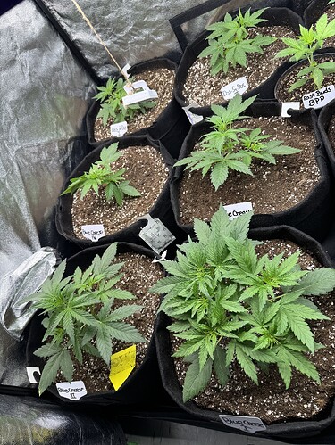 Growreport Bild 12
