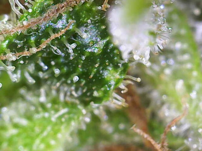 Growreport Bild 7