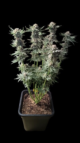 Growreport Bild 22