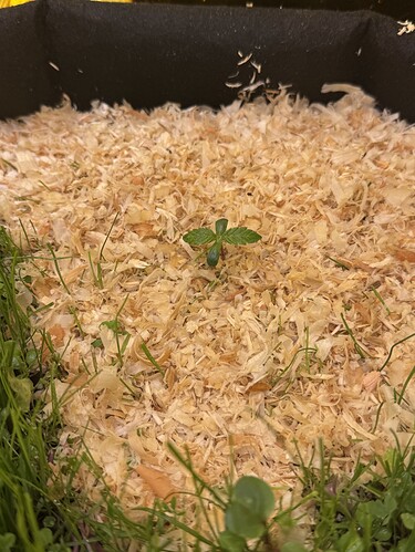 Growreport Bild 4