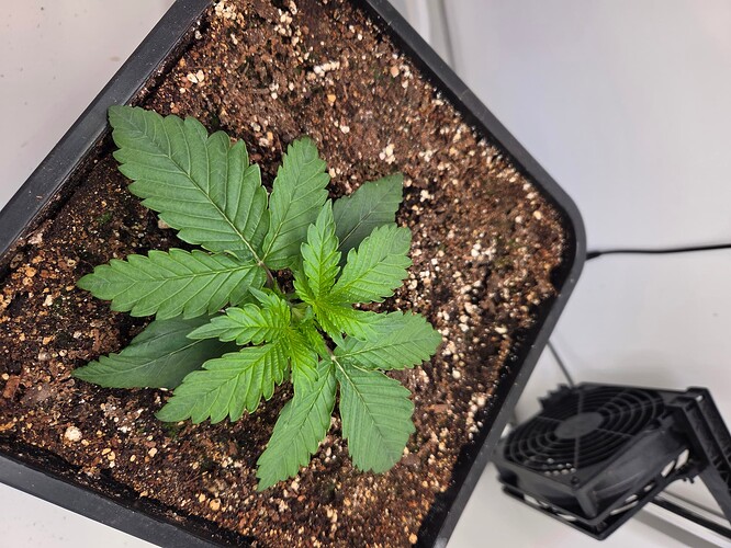 Growreport Bild 7