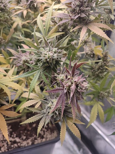 Growreport Bild 57