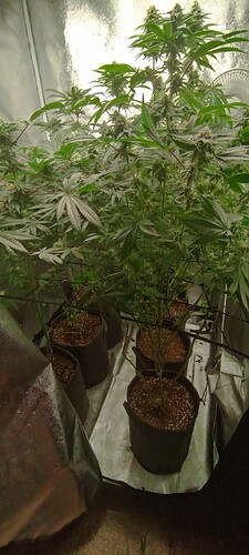 Growreport Bild 5