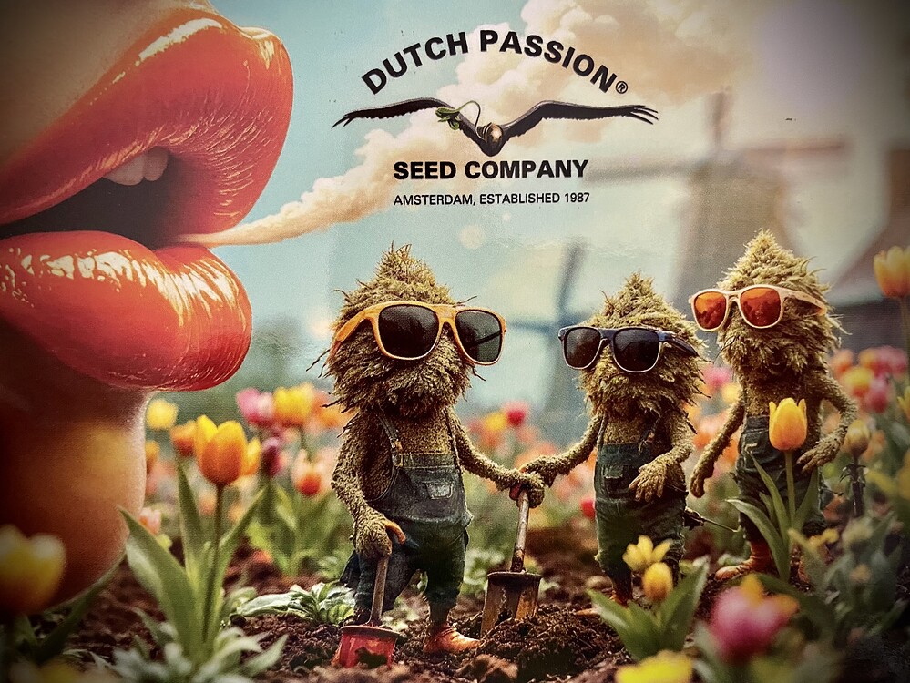 [Beendet] Dutch Passion - Eine kleine Liebeserklärung 💚 - Part 1