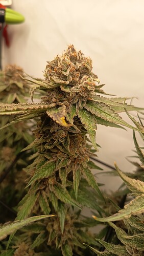 Growreport Bild 11