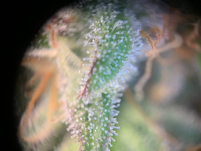 Growreport Bild 3