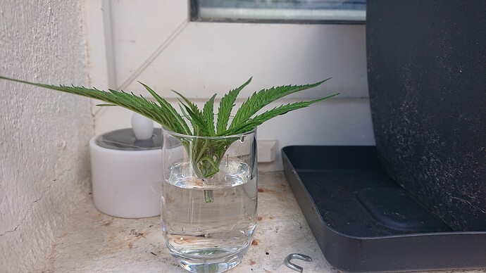 Growreport Bild 34