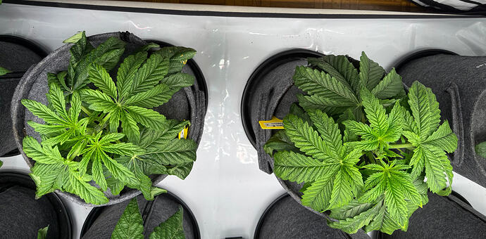 Growreport Bild 3