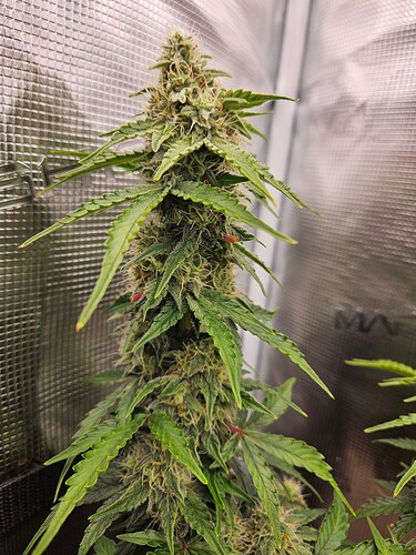 Growreport Bild 89