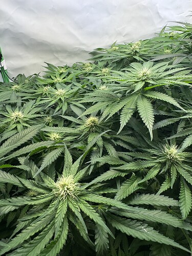 Growreport Bild 15
