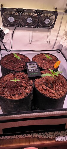 Growreport Bild 3