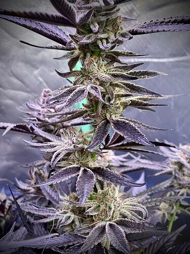 Growreport Bild 14