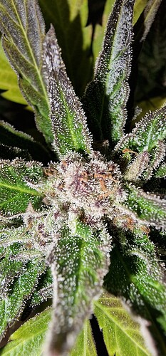 Growreport Bild 3