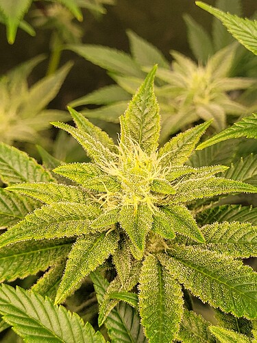 Growreport Bild 8