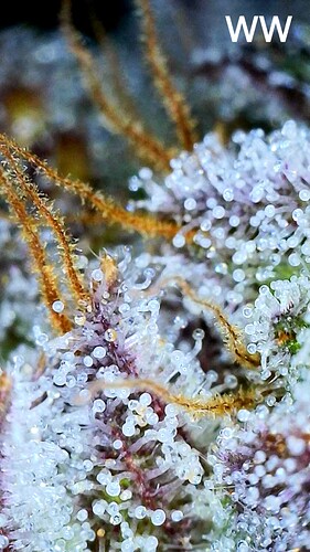 Growreport Bild 1