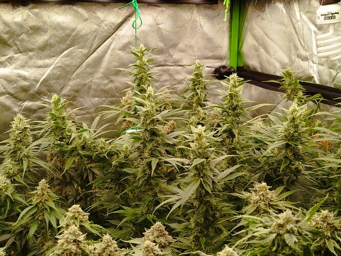 Mehrere blühende Cannabispflanzen in einem Zelt, mit dichtem Blattwerk und sichtbaren Blütenständen.