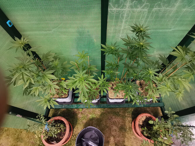Lucky Hemp LT34 (4)