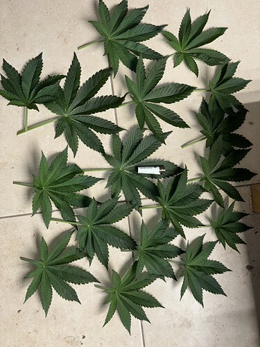 Growreport Bild 19