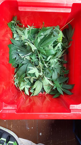 Growreport Bild 2