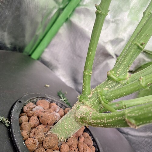 Nahaufnahme des Stiels einer Cannabispflanze, der in Tonkügelchen in einem schwarzen Behälter wurzelt.