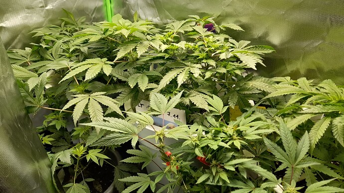Growreport Bild 1