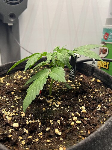 Growreport Bild 3