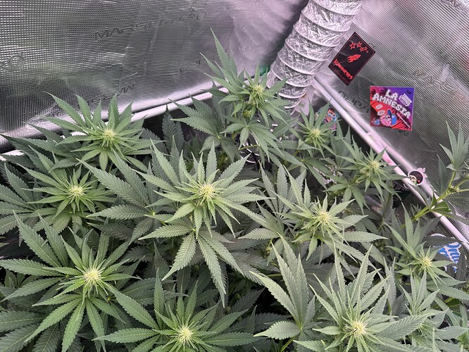 Growreport Bild 29