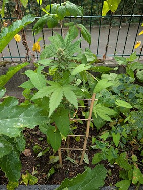 Growreport Bild 23
