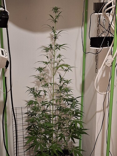 Growreport Bild 185