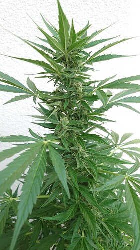 Growreport Bild 9