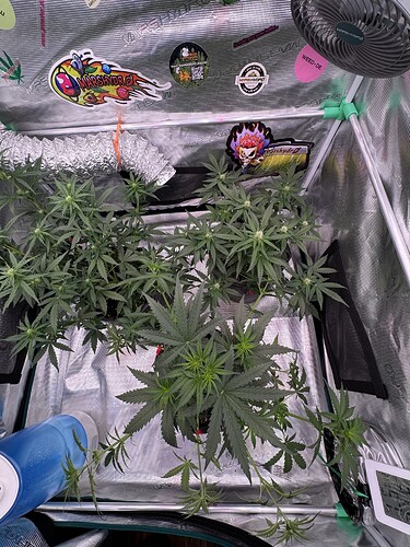 Growreport Bild 3