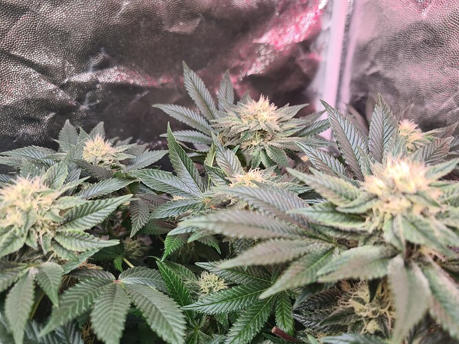 Growreport Bild 1