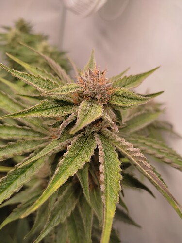 Growreport Bild 37