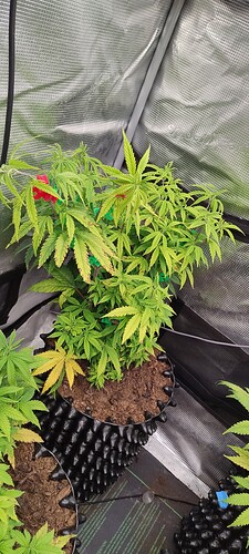 IMG_20251027_120708049