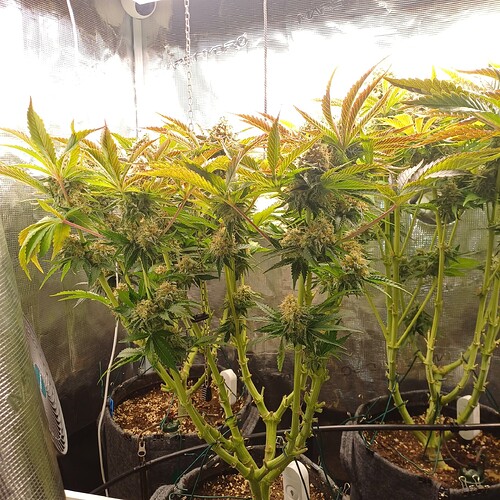 Growreport Bild 15