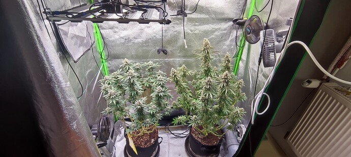 Growreport Bild 1