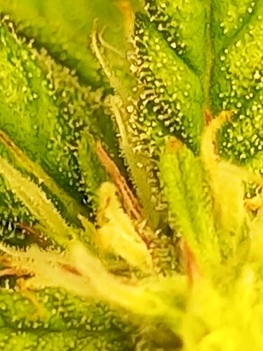 Growreport Bild 2